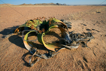 Welwitschia, Namib desert
