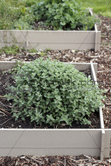Mint Growing in a Garden Bed