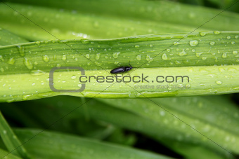 leaf with rain drops and beetle