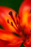 Closeup shot of a tiger lily