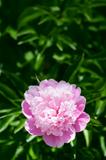 Pink peony flower 
