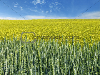 rape and wheat field.jpg