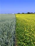 wheat and rape field