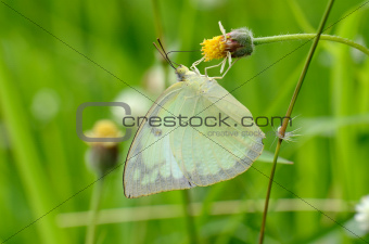 Lemon Emigrant butterfly (Catopsilia pomona)