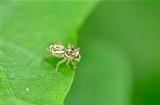 female jumping spider