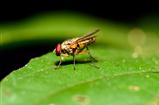 unidentify species fly