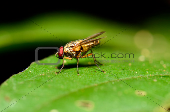 unidentify species fly