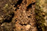 Ornate chorus frog (Microhyla fissipes)