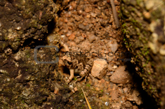 Ornate chorus frog (Microhyla fissipes)