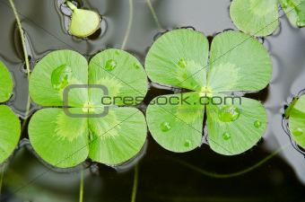 Water clover