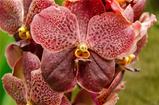 Brown orchid flower 