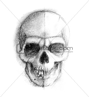 Drawing human skull