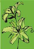 a two lilies on a green background