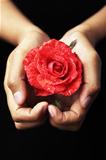 Hands holding red rose