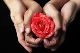 Hands holding red rose