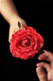 Hands holding red rose and the other receiving