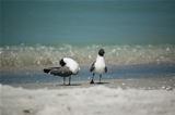 Laughing Gulls on a Florida Beach