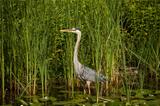 Great Blue Heron in a Pond