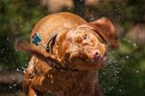 Wet Vizsla Dog Shaking