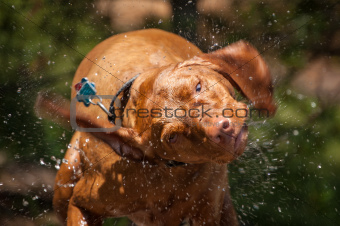 Wet Vizsla Dog Shaking
