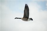 Lone Canada Goose flying in a cloudy sky.