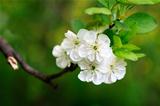 the blossom apple tree