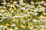 Chamomile flowers on a meadow