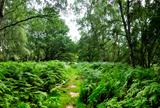 ashridge woods path hertfordshire england
