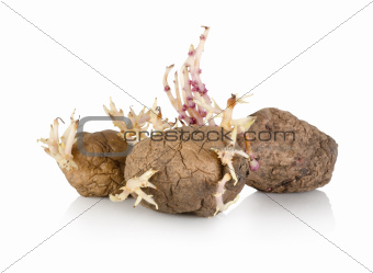 Sprouting potato isolated