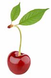 Sweet cherry berry with leaves on white
