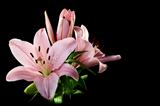 Beautiful bouquet of pink lilies.