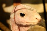 Close up on head of a white turkey 