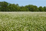 Flowering buckwheat field