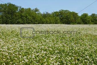 Flowering buckwheat field