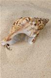 Sea shell on the shore 