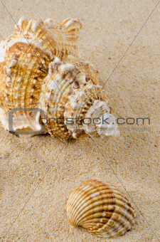 Sea shell and conch on sand
