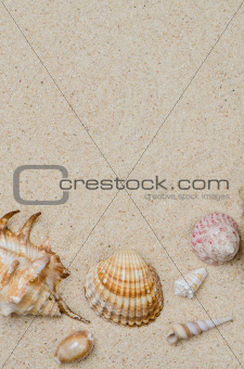 Conchs and shells 