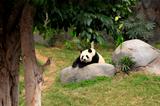 Grand panda bear