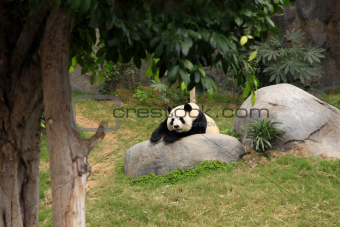 Grand panda bear