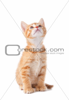 Cute orange kitten with large paws looking up on a white background.