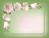 Floral frame with mallow flowers.