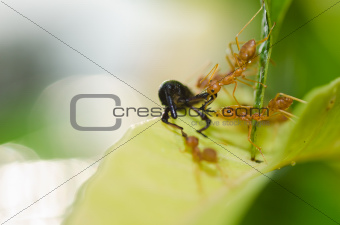 red ant teamwork in green nature