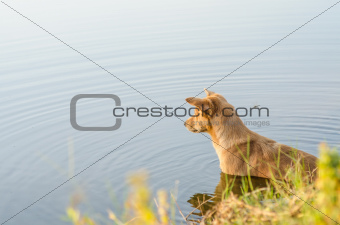 dog in the lake