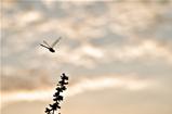 silhouette dragonfly in green nature