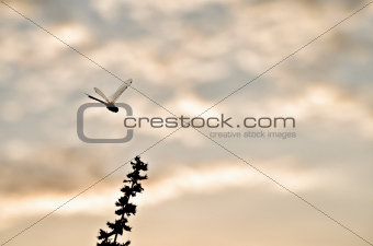 silhouette dragonfly in green nature