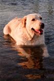 dog lying in the water