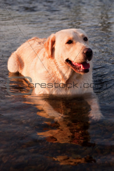 dog lying in the water