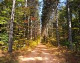 Path Through Pine Trees
