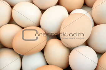 Pile of chicken eggs