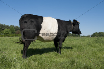 lakenvelder cow